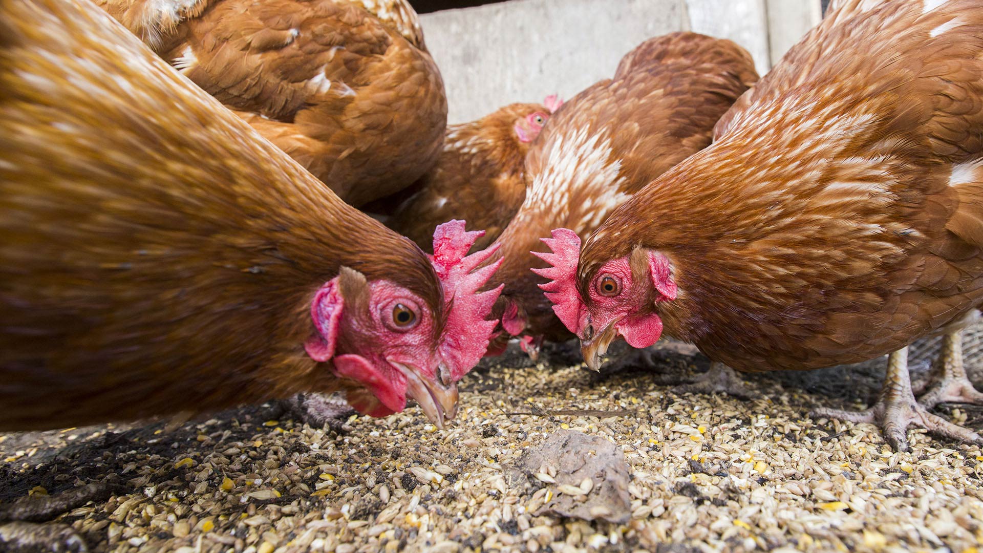chickens, feed
