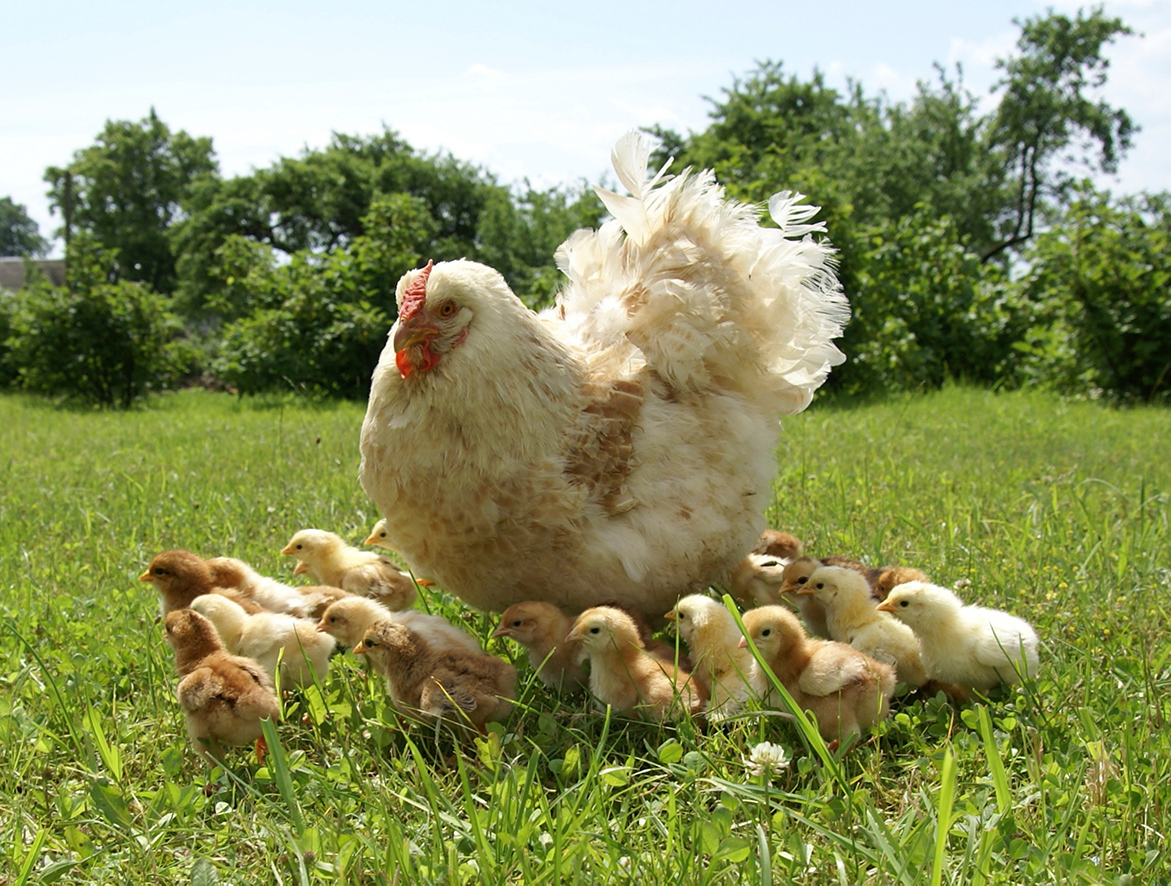 keep chickens, chicks, keep chicks, taime chickens, raise chicks