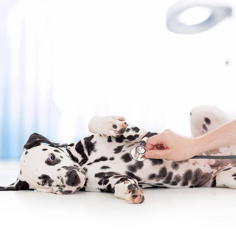 Veterinarian examining a Dalmatian puppy