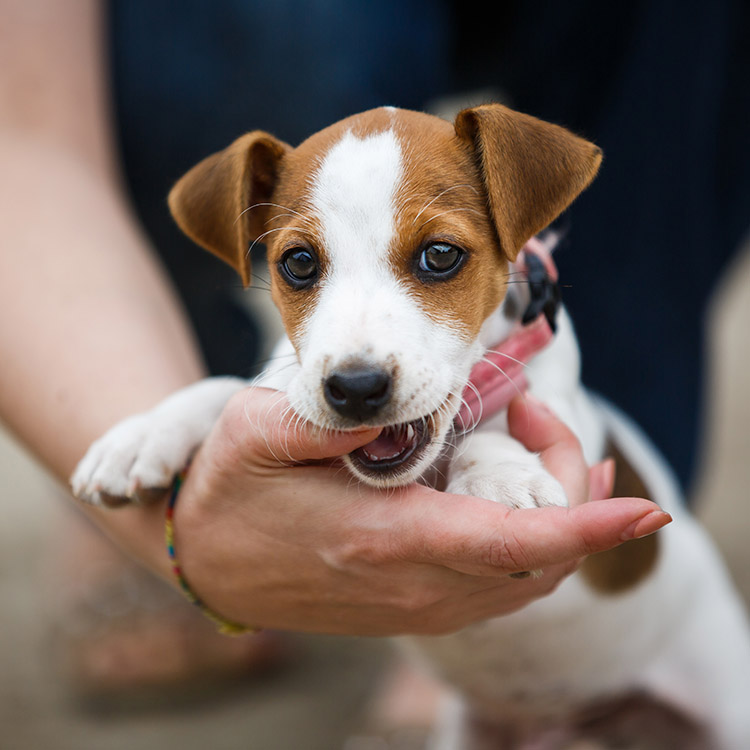 Puppy being held by a person