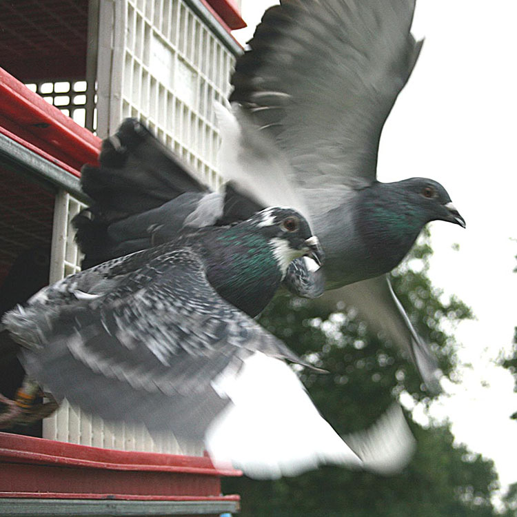 Racing pigeons in flight