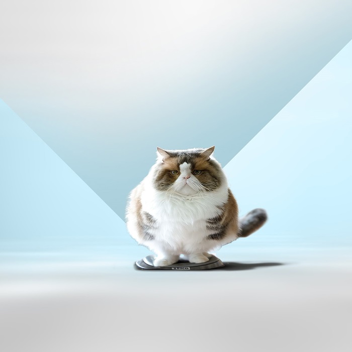 overgewicht kat