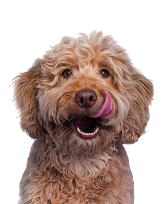 Labradoodle