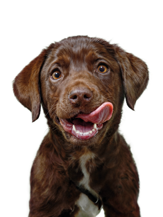 Labrador pup