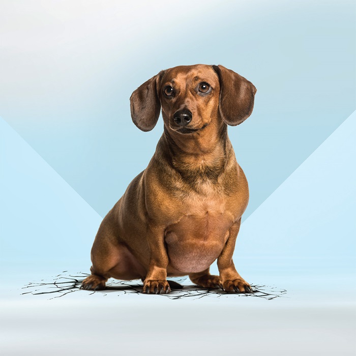 overgewicht hond