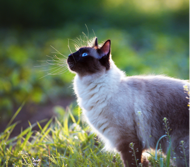 Cats