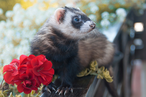 Ferrets