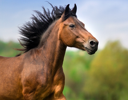 Horses