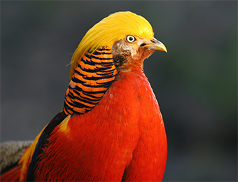 Cage and aviary birds