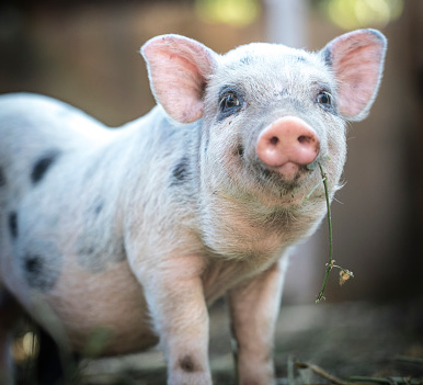 Piglets