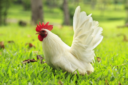 Poultry