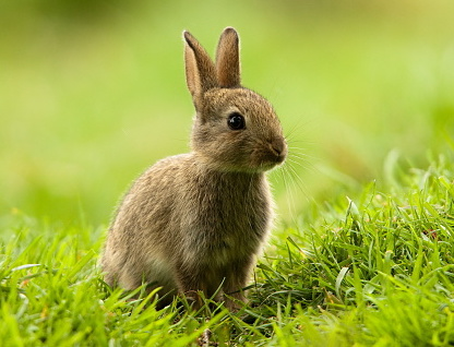 Rabbits