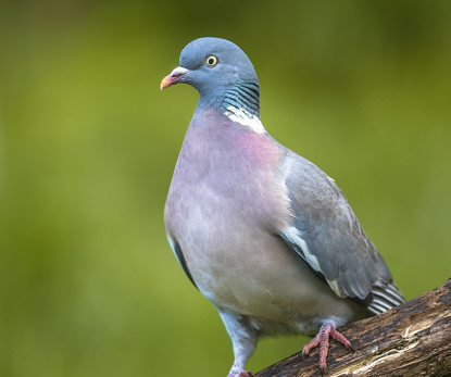 Racing pidgeons