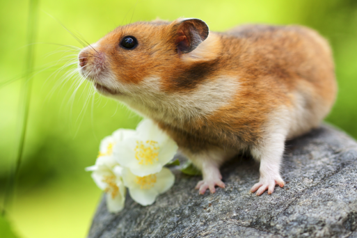 Rodents