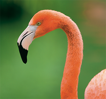 Water & flightless birds