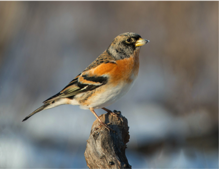 Wild Birds