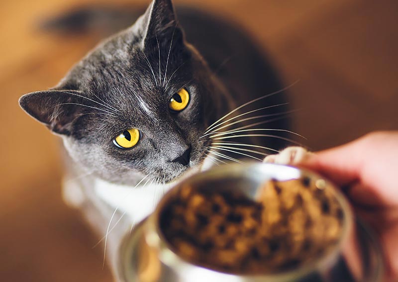Probeer nu Opti Life voor katten en krijg 5 euro cashback