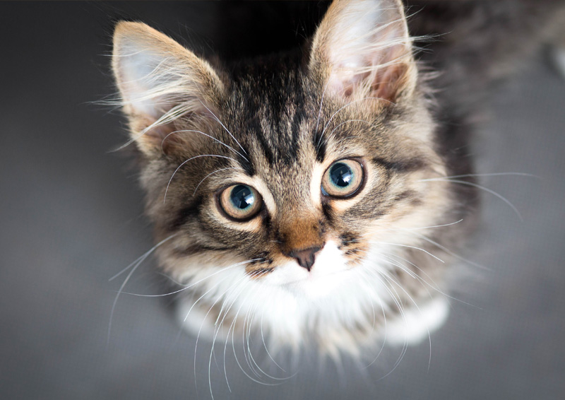 Het beste voer voor je kitten, nu met 5 euro cashback!